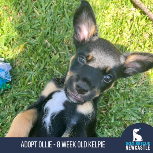 Ollie - 8 Week Old Kelpie (Trial)