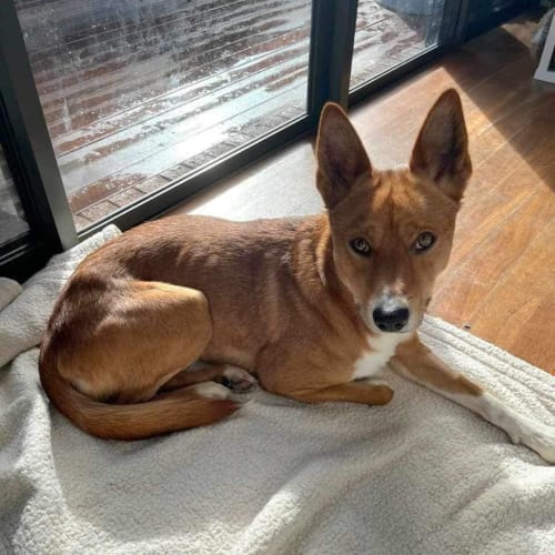 Dingo