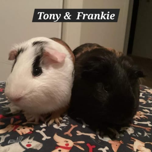 Tony & Frankie 