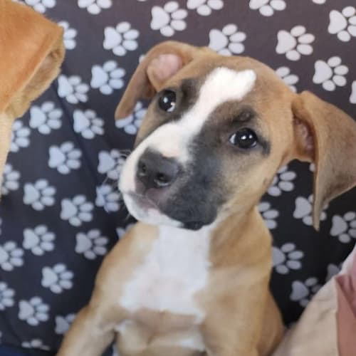 Dusty (Colonel Blake)