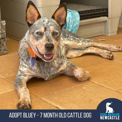 Bluey - 7 Month Old Cattle Dog