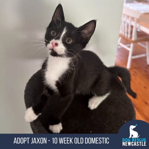 Jaxon - 3 Month Old Domestic (Trial)