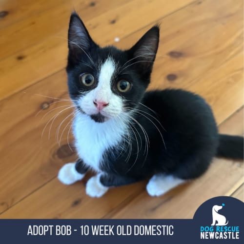Bob - 10 Week Old Domestic (Trial)