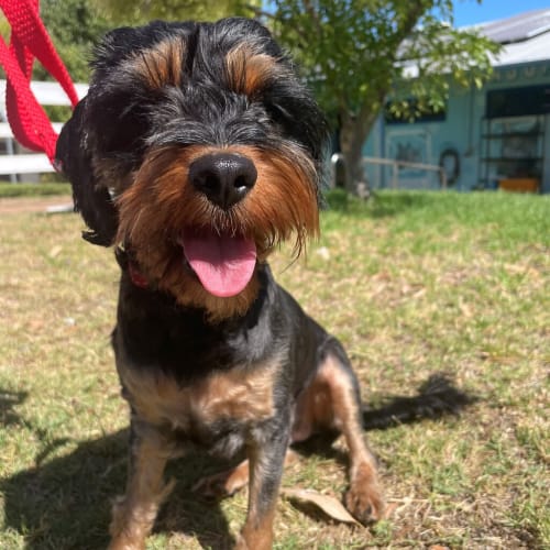 Vicki (winnie)