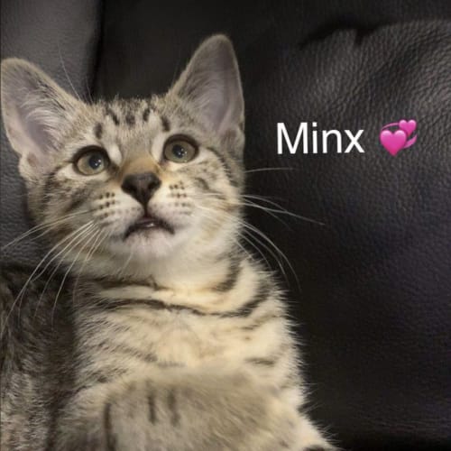 Minx