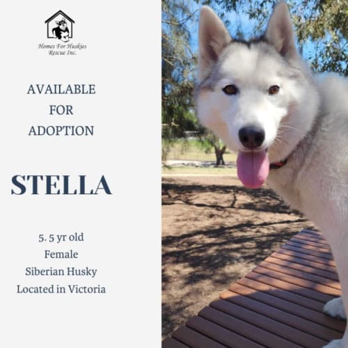Stella