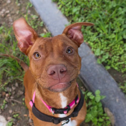 Roo