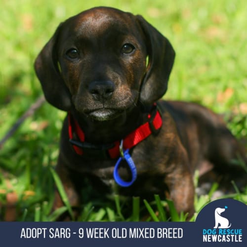 Sarg - 9 Week Old Mixed Breed (Trial)