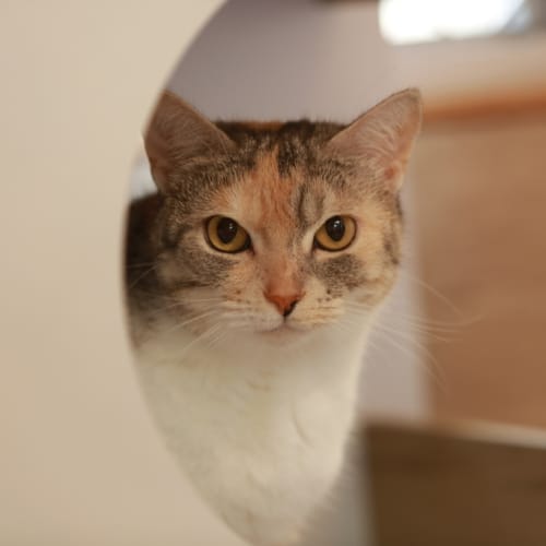 Kari