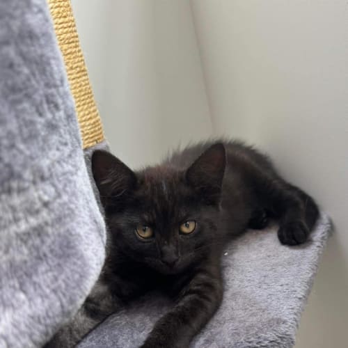 Kahlua