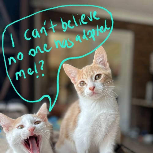Mason & Merlin