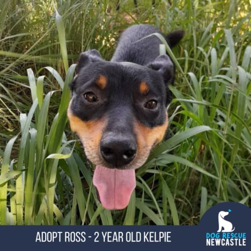 Ross - 2 Year Old Kelpie (Trial)