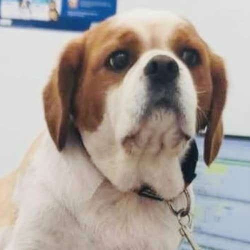 Duke 🐶🐾🦴🐶(Assisted rehome)