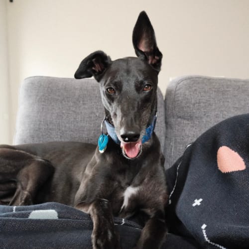Stella