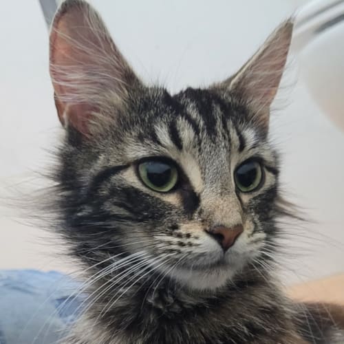 Alicia