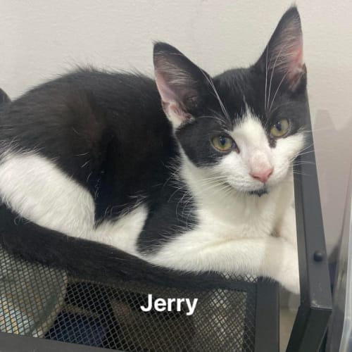 Jerry