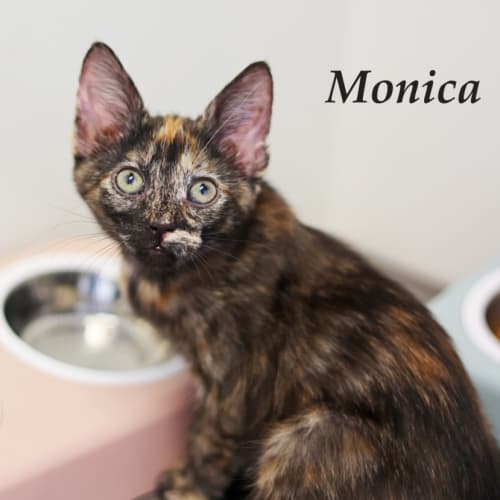 Monica