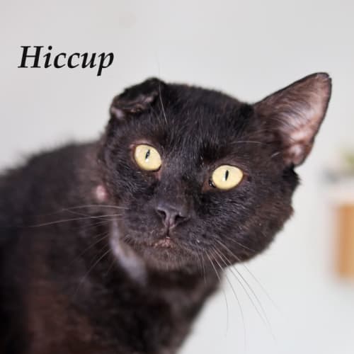 Hiccup