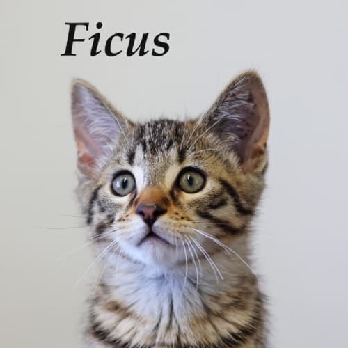 Ficus