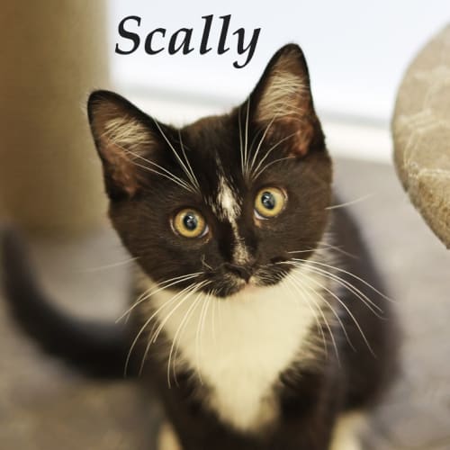 Scally