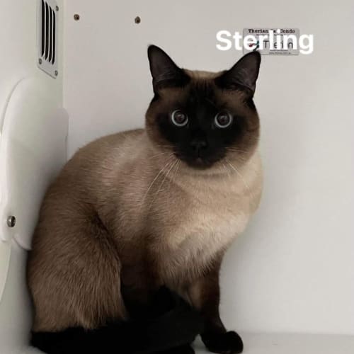 Sterling
