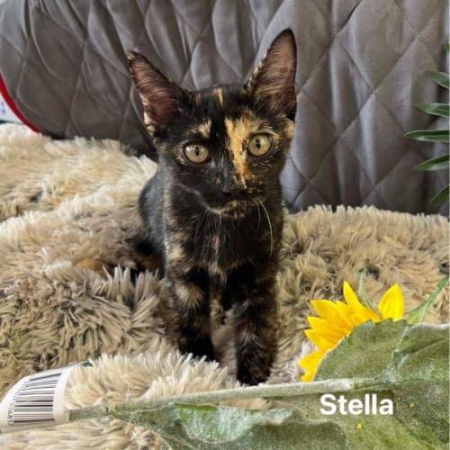 Stella