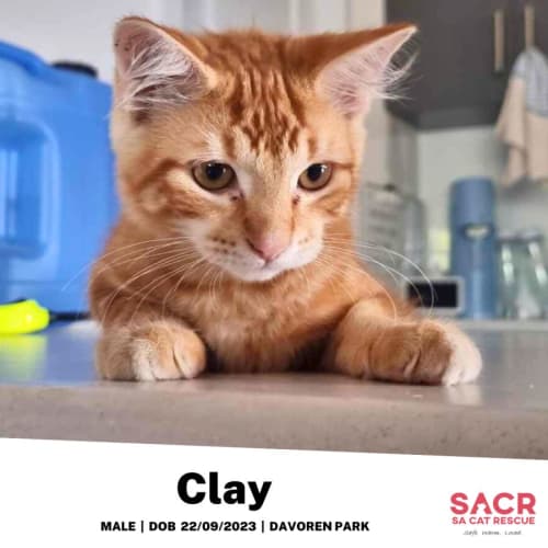 Clay