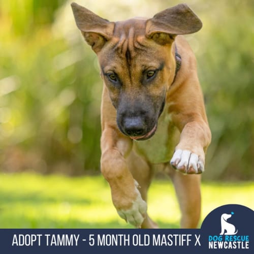 Tammy - 5 Month Old Mastiff X (Trial)