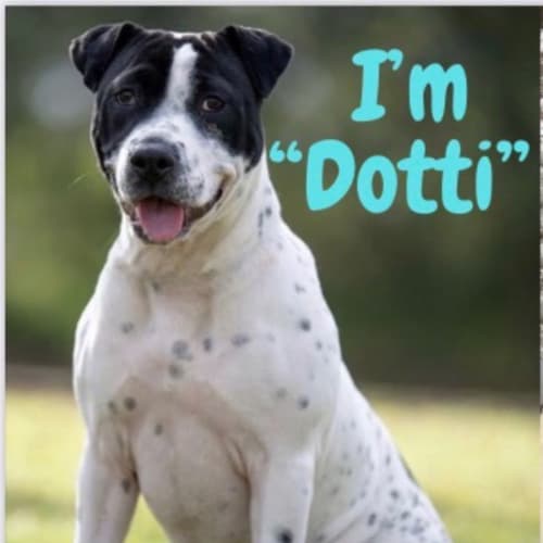 Dotti