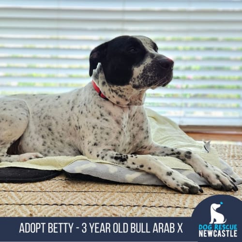 Betty - 3 Year Old Bull Arab X (Trial)