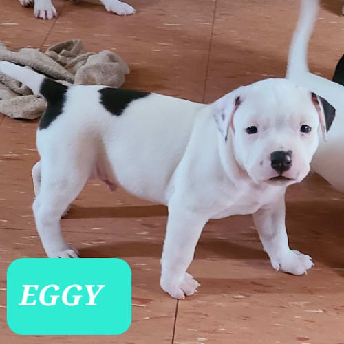 Eggy