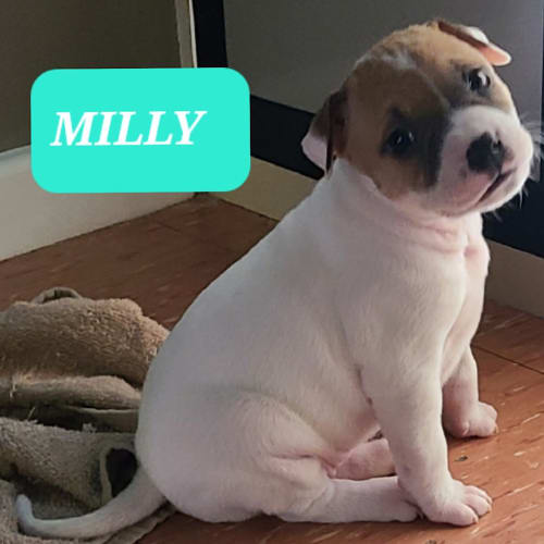 Milly