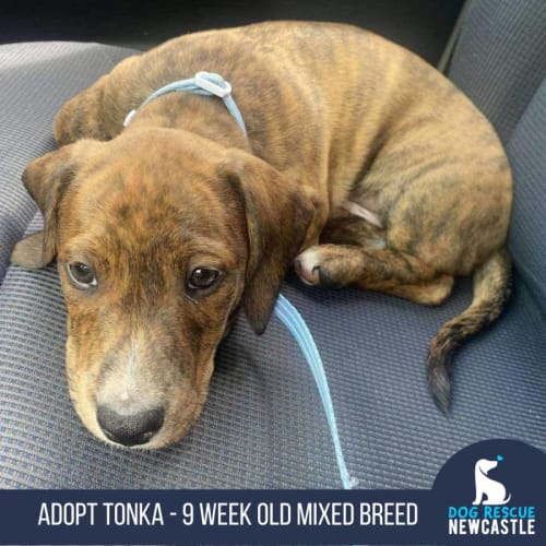 Tonka - 11 Week Old Dachshund X (Trial)