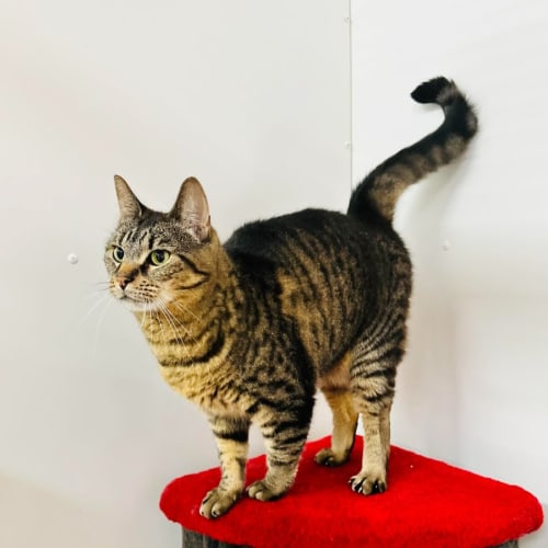 Dasher - Located at Nelly's Ark in Fairfield