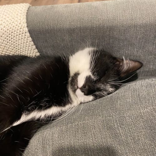 Mo - Located in Bellfield