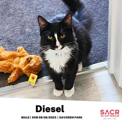 Diesel