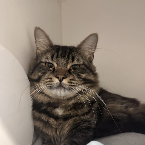 Gizmo