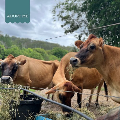 Jazzy, Jamiee, and Jessie