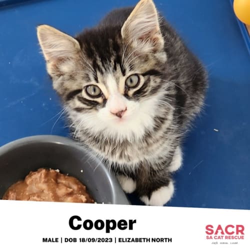 Cooper