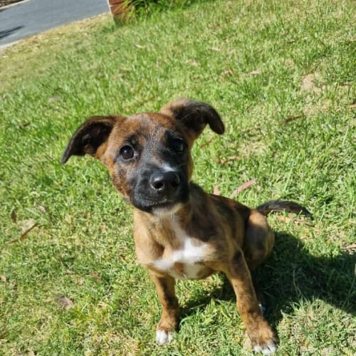 Indi