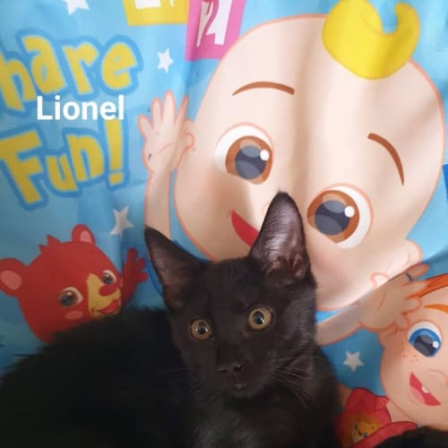 Lionel - Petstock