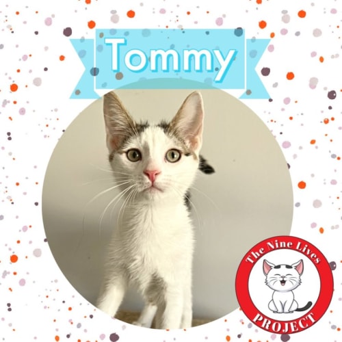 Tommy *9 Lives Project Rescue*