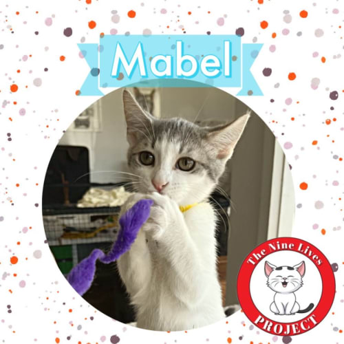 Mabel *9 Lives Project Rescue*