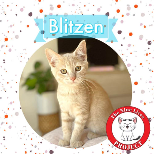 Blitzen *9 Lives Project Rescue*