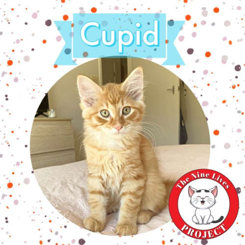 Cupid *9 Lives Project Rescue*