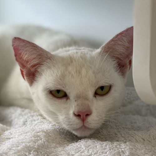 Tofu