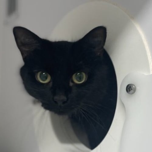 Pepper