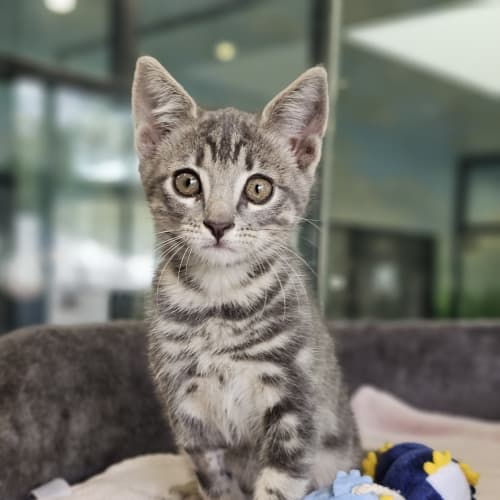 Lord Cuddlesworth The 9th Of Meowington Castle