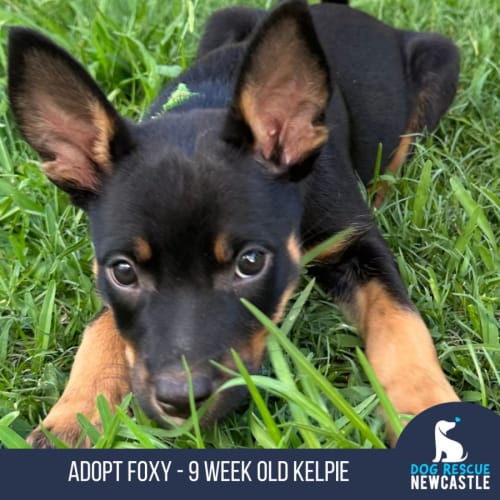 Foxy - 9 Week Old Kelpie (Trial)