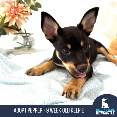 Pepper - 9 Week Old Kelpie X (Trial)